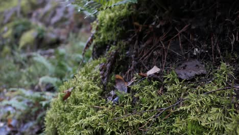 Green-moss-and-fern-growing-on-rock-in-forest,-sustainability-close-up