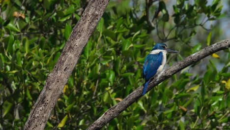 Camera-slides-from-the-right-to-the-left-and-also-zooms-out-revealing-this-lovely-Collared-Kingfisher-Todiramphus-chloris,-Thailand
