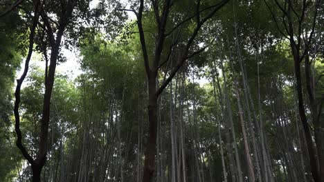 Wunderschöner-Bambuswald,-Erneuerbare-Nachhaltige-Energiequelle