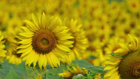Die-Kamera-Zoomt-Heraus-Und-Zeigt-Diese-Wunderschöne-Blume-Im-Vordergrund-Und-Das-Meer-Aus-Gelben-Blumen-Im-Hintergrund,-Gewöhnliche-Sonnenblume-Helianthus-Annuus,-Thailand