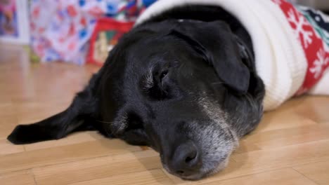 A-close-up-view-of-a-sleepy-black-senior-labrador-dog-wearing-a-Christmas-themed-sweater-as-it-lies-on-the-ground