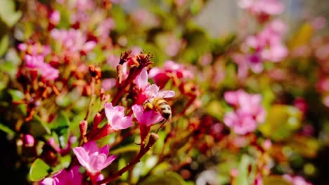 Honey-Bee-Pollinating-On-Pink-Flower-In-Bloom-In-Noosa-Shire,-Queensland,-Australia