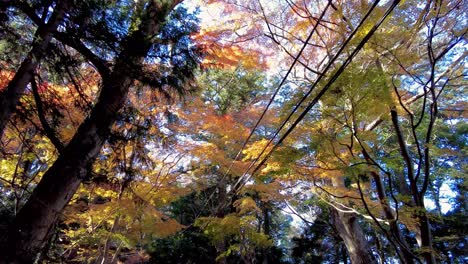 Mount-Takao-Day-Trip:-Explore-Tokyo's-Favorite-Mountain