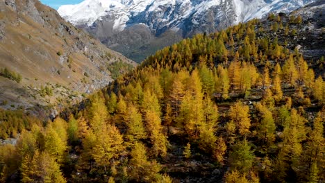 Aerial-view-of-a-forest-with-yellow-larches-in-the-Valais-region-of-Swiss-Alp-at-the-peak-of-golden-autumn-with-a-pan-up-view-towards-Nadelhorn,-Dom-and-Taschhorn-mountain-peaks-in-the-background