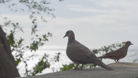 a-spotted-Dove-stands-gazing-at-the-Pacific-Ocean-before-being-joined-by-another-bird