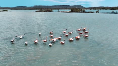 The-drone-is-flying-towards-a-group-of-flamingos-in-Curacao-Aerial-Footage-4K