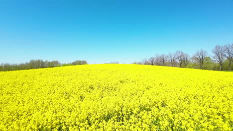 Drone-footage-of-a-lush-yellow-rapeseed-field---close-up-and-slow