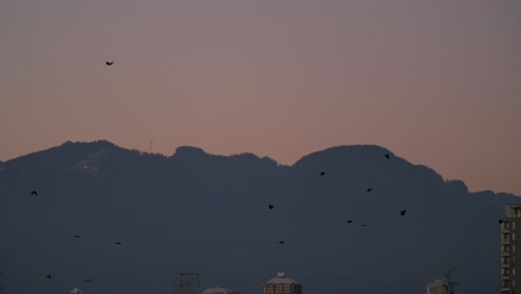 Tracking-Slomo-Aufnahme-Von-Vögeln,-Die-über-Stadtlandschaft-Fliegen,-Dämmerung