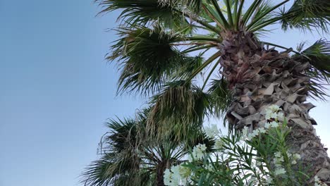 Unglaubliche-Palmen,-Die-Sich-Sanft-Im-Wind-Wiegen