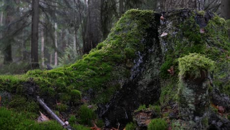 Green-moss-covered-tree-trunk-in-evergreen-forest