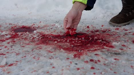 Person-touches-bloody-snow-with-bare-hand-at-scene-of-traffic-accident,-60-fps