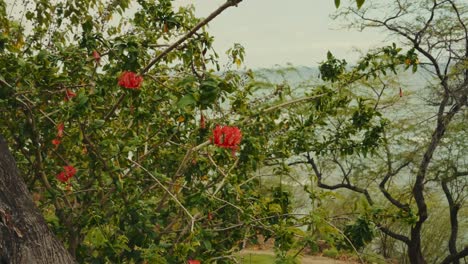 Un-Arbusto-En-Flor-De-Buganvilla-Bordea-La-Costa-Hawaiana-En-El-Océano-Pacífico-Cerca-De-Diamond-Head