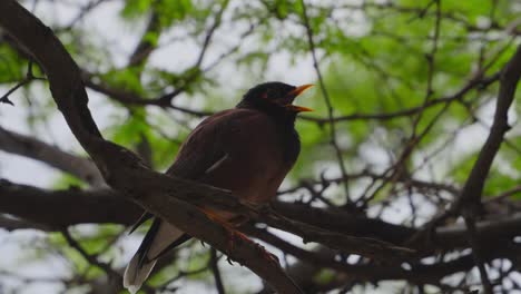 a-Myna-bird-is-perched-on-a-branch-and-calls-out-opening-his-orange-beak