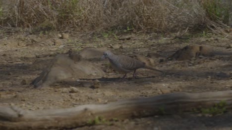 a-Zebra-Dove-blends-with-his-background-of-browns-as-he-walks-through-the-dirt-and-root-pathway