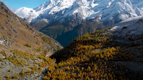 Aerial-flyover-over-a-valley-forest-with-yellow-larches-in-the-Valais-region-of-Swiss-Alp-at-the-peak-of-golden-autumn-with-a-pan-up-view-of-snow-capped-Nadelhorn,-Dom-and-Taschhorn-in-the-distance
