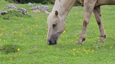 Pale-horse-pasturing-on-rich,-green-meadow