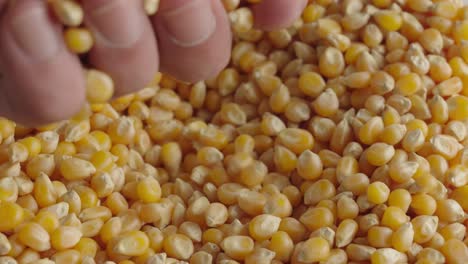 Hand-inspecting-dry-and-maize-corn-kernels