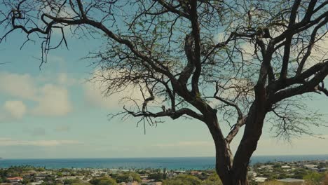 a-tilt-down-form-a-dead-tree-against-the-blue-sky-to-reveal-a-coastal-town-on-O'ahu-Hawaii