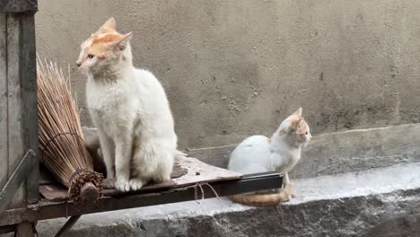 Zwei-Weiße-Katzen-Warten-In-Der-Nähe-Einer-Müllkiste-In-Indien-Auf-Ihren-Besitzer