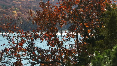 Fall-Trees-On-The-Shore-Of-Lake-Fort-Smith-In-Boston-Mountains,-Arkansas,-USA