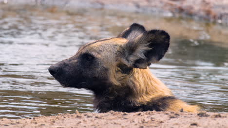 Kopf-Eines-Afrikanischen-Wildhundes,-Der-Im-Heißen-Sommer-In-Afrika-Im-Wasser-Liegt