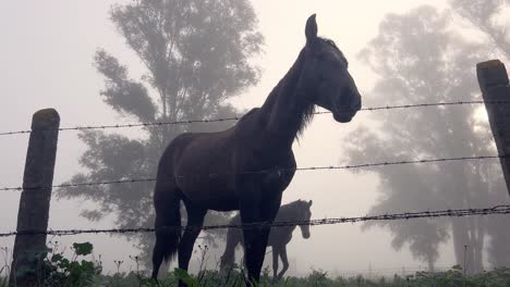 View-of-horses-behind-a-fence-in-a-misty-pasture-from-below