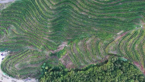 Aerial-view-of-green-vineyard-plantation-on-hill-terrain-agricultural-land
