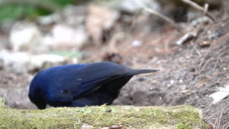 a-javan-whistling-thrush-bird-was-seen-scavening-for-food-behind-dry-wood-and-then-jumping