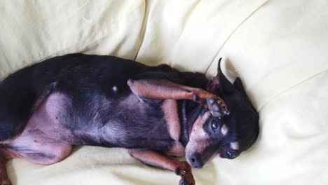 Cute-Mini-Pinscher-Miniature-Tiny-Dog-Relaxes-at-Home-Animal-Sofa-in-Slow-Motion