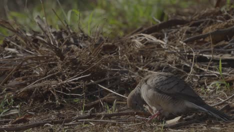 a-Zebra-dove-ruffles-his-feathers-as-he-cleans-himself-near-a-pile-of-branches