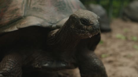 Static-shot-old-Centenarian-tropical-turtle-resting