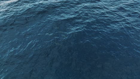 Die-Drohne-Folgt-Einer-Gruppe-Von-Delfinen,-Die-Aus-Dem-Meer-Springen-Und-Auf-Sie-Herabblicken,-In-Curaçao-Luftaufnahmen-In-4K