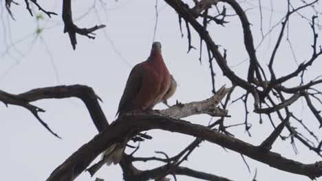 a-male-spotted-Dove-perched-in-a-tree-with-his-mate-behind-him