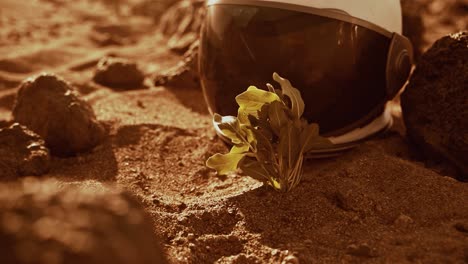 Close-up-shot-of-a-futuristic-astronaut-helmet-placed-on-the-ground-with-red-soil-with-a-plant-near-it