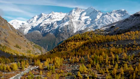 Aerial-flyover-over-a-sunlit-forest-with-yellow-larches-in-the-Valais-region-of-Swiss-Alp-at-the-peak-of-golden-autumn-with-a-view-of-snow-capped-Nadelhorn,-Dom-and-Taschhorn-peaks