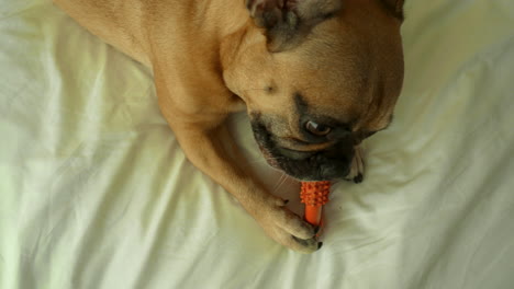 Top-view-of-a-dog-with-a-chew-toy-on-a-bed---french-bulldog