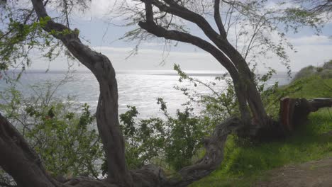 Eine-Statische-Aufnahme-Des-Pazifischen-Ozeans-Durch-Biegsame-Bäume-An-Der-Küste-Von-Oahu,-Hawaii