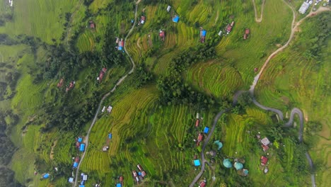 Aerial-top-down-shot-of-colorful-houses-located-on-green-slope-in-Nepal,-Asia---Plantation-fields-with-cultivation