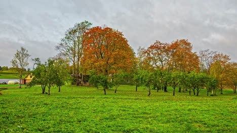 Time-lapse-in-autumn-yellow-orange-leaves-tree-moving-with-wind-and-moving-clouds-in-rural-area