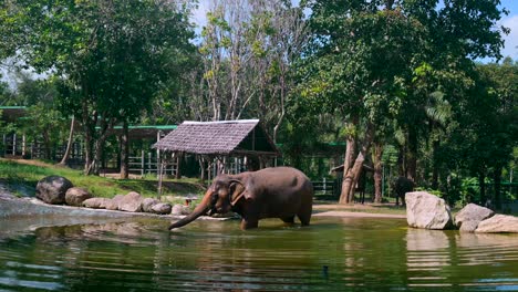 Aufnahmen-Eines-Asiatischen-Elefanten-Im-Wasser,-Der-Ein-Bad-Nimmt-Und-Das-Wasser-Trinkt