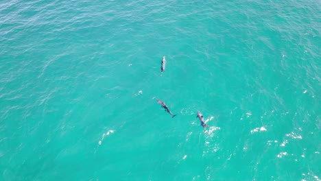 Grupo-De-Delfines-Nadando-En-La-Superficie-Del-Mar-Azul-En-Noosa-Heads,-Queensland,-Australia