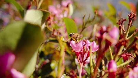 Biene-Fliegt-über-Blühende-Blumen-Im-Sonnigen-Garten