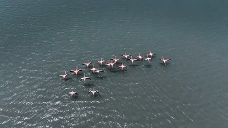 Die-Drohne-Folgt-Einer-Gruppe-Flamingos,-Die-über-Einem-See-In-Curacao-Luftaufnahmen-In-4K-Fliegen