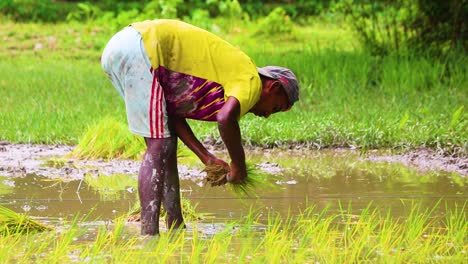 Bauer-Pflanzt-Reisfeldsetzlinge-Auf-Einem-Schlammigen-Feld-Im-Ländlichen-Bangladesch