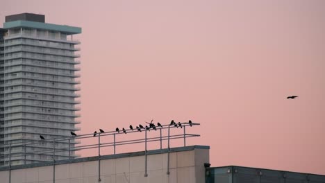 Flock-of-Birds-on-Railing-on-Top-of-Building-Pink-Sky-Background-SLOMO