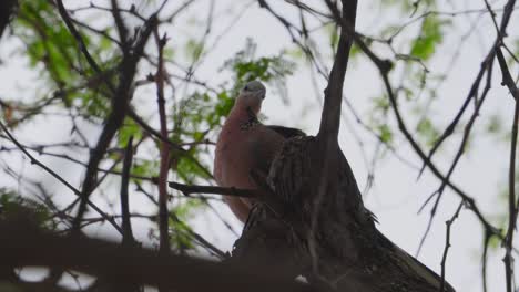 A-spotted-Dove-is-perched-in-a-tree-displaying-his-rosey-orange-breast-as-he-ruffles-his-feathers
