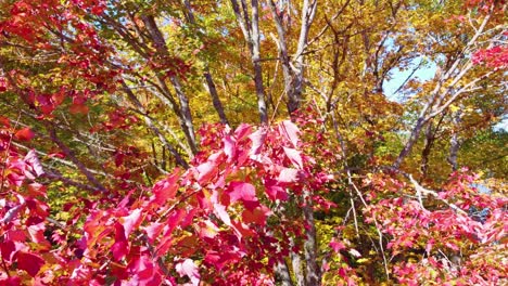 Colourful-forest-autumn-foliage-dynamic-job-shot