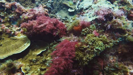 Buntes-Seegras-Auf-Korallen-Bewegt-Sich-Durch-Strömung-Unter-Wasser,-Zeitlupe