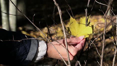 Woman-picking-up-bright-yellow-leaf,-thankfulness-and-gratitude