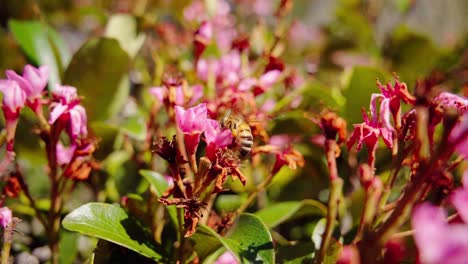 Biene-Schwebt-über-Blühender-Blume-In-Einem-Sonnigen-Garten